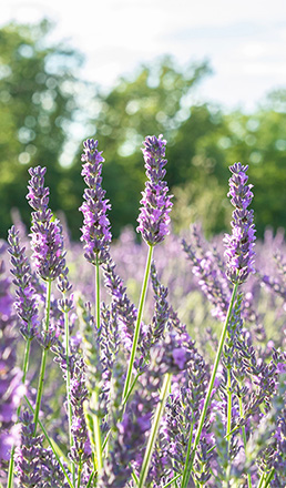 世界標準を超えたオーガニック品質