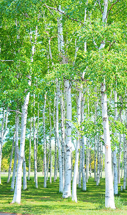 水の代わりに白樺樹液を使用