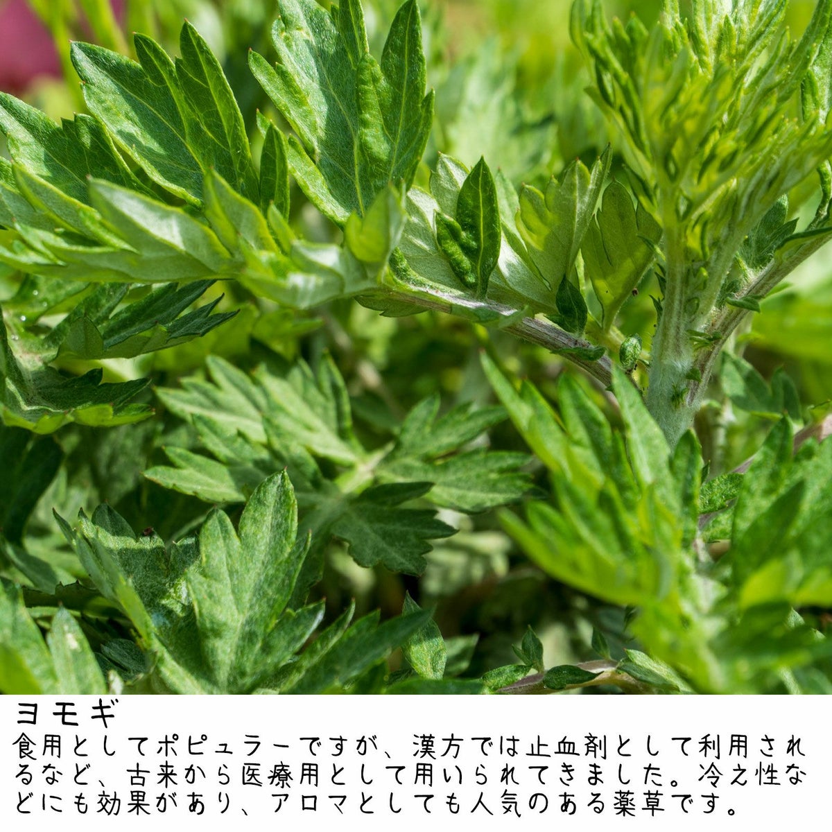 効能と香りを兼ね備えた薬草　ヨモギ