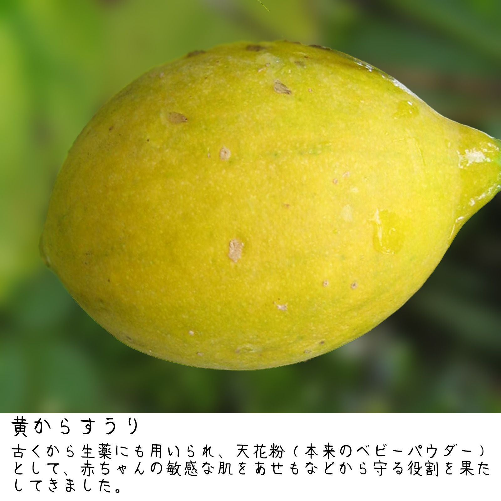 ぷろろ白樺化粧水からすうり☆ | ぷろろ健美堂