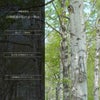 白樺の説明