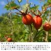 ローズヒップの説明