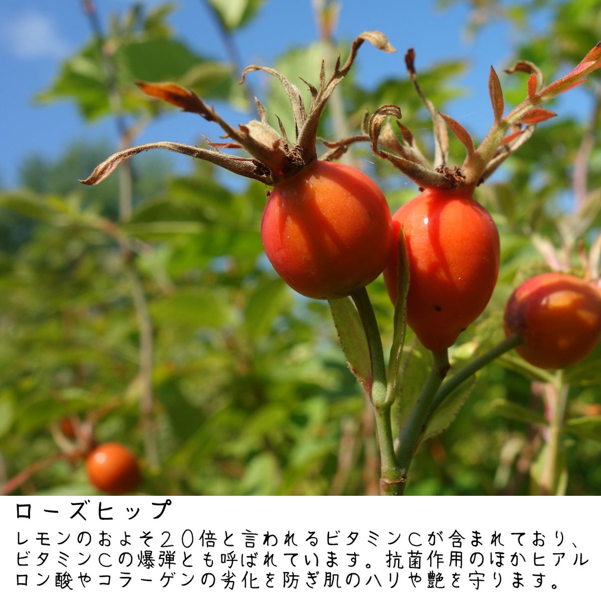 ローズヒップの説明