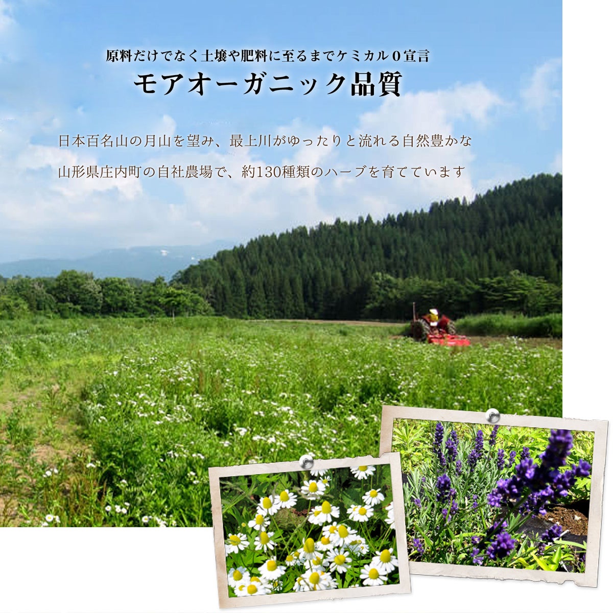 モアオーガニック品質の説明