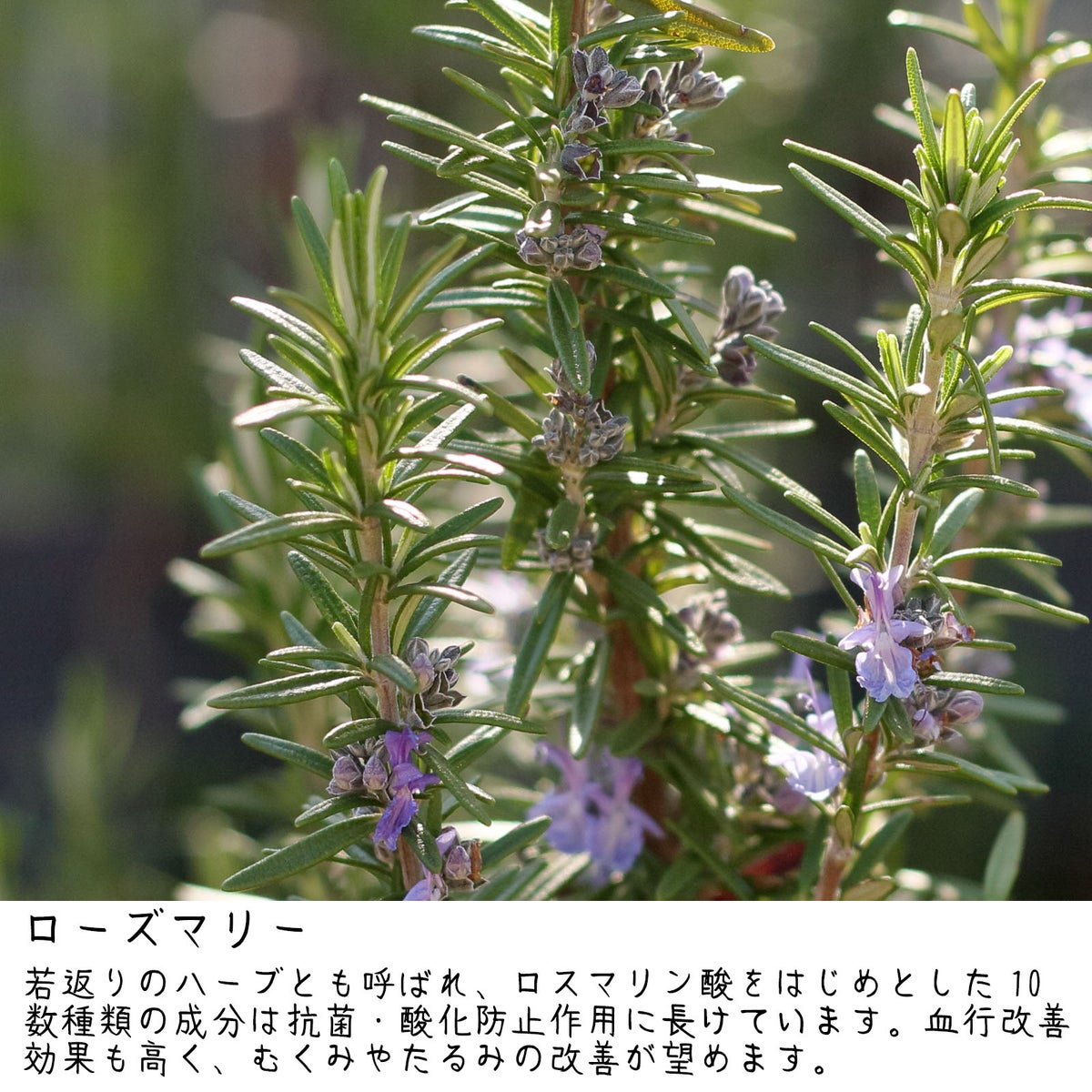 ローズマリーの説明